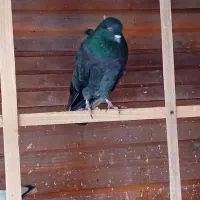 کبوتر گرفته|حیوانات|رشت, گلسار|دیوار