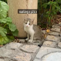 واگذاری بچه گربه|گربه|شیراز, باغ تخت|دیوار