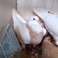 ماده طوقی عروسک اجری خال سرکه ای پا لخت بدون غلطی|پرنده|اصفهان, خیادان|دیوار
