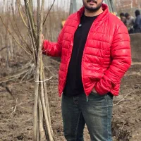 ـ درخت گردوی اصیل با تضمین سوددهی|خدمات باغبانی و درختکاری|سنندج, |دیوار