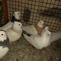 فروش چند عدد طوقی|پرنده|مهر, |دیوار