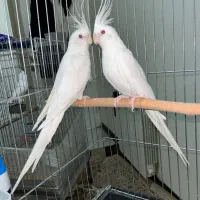 عروس هلندی البینو و دوکت مولد