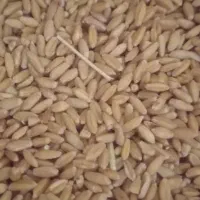 گندم .جو دیمی بذری درشت.|لوازم جانبی حیوانات|کبودرآهنگ, |دیوار