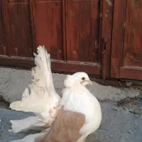 فروش