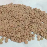 عدس روس وارداتی