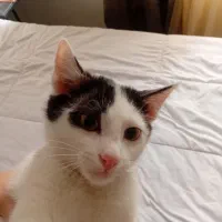 واگذاری رایگان بچه گربه تاکسیدو