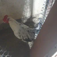 خروس محلی و خروس گلین