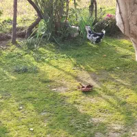 تخم مرغ گلین|حیوانات مزرعه|رضوانشهر, |دیوار