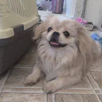 سگ پیکینز امپریال