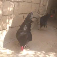 سلام ۲عددخروس خالص سیاه نژادچهال تاج جوان