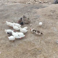 تیله فروشی|کلکسیون و سرگرمی|لنده, |دیوار