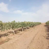 فروش-باغ-پسته