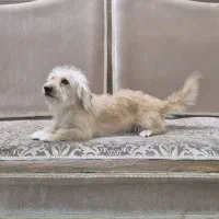 سگ پاکوتاه|سگ|گنبد کاووس, |دیوار