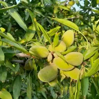 باغ ۶۰۰۰ متری با انواع درختان میوه|فروش دفتر صنعتی، کشاورزی، تجاری|شهرکرد, |دیوار