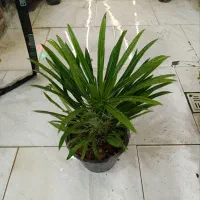 فیکوس افوربیا قاشقی off|گل و گیاه طبیعی|یزد, |دیوار