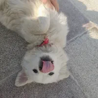 توله اشپیتز پیکینیز|سگ|گرگان, |دیوار