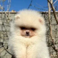 پامر اصیل خرسی عروسکی