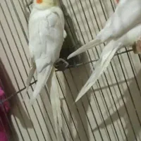 فروشی|پرنده|جیرفت, |دیوار