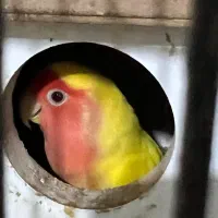 طوطی برزیلی یک جفت