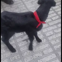 بره نر