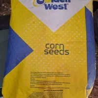 بذرذرت امریکایی جتاعلوفه ای ودانه ای