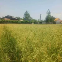 ۸۰۰۰متر شالیزار سنتی در جایی زیبا و دیدنی