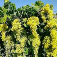 پیش فروش نهال انگور سفیدبیدانه|خدمات باغبانی و درختکاری|چنگ الماسی, |دیوار