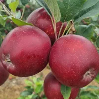 سیب،گلابی،آلبالو،انجیر،هلو