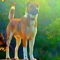 سگ سراب گله ای