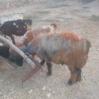 گوسفند میش