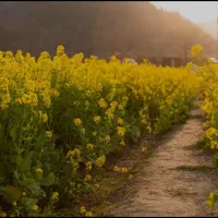 زمین کشاورزی جهت کشت کلزا