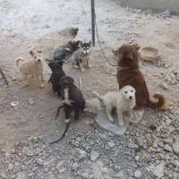 توله سگ های هاسکی|سگ|بستان آباد, |دیوار