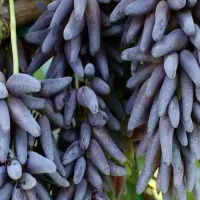 نهالستان پالیز دارای ارقام متنوع نهال های دیرگل|خدمات باغبانی و درختکاری|سرعین, |دیوار