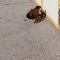 مرغ با جوجه