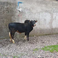 ورزا.گاو نَر