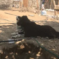 سه عددسگ یک عددتوله الابای