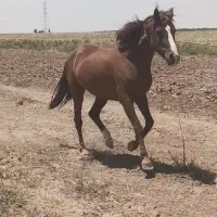 اسب  عرب