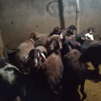 گوسفند|حیوانات مزرعه|رامیان, |دیوار