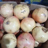 انار|عمدهفروشی|لوشان, |دیوار