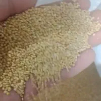 ارزن خارجی روسیه