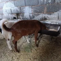 بز و کره|حیوانات مزرعه|یزد, |دیوار