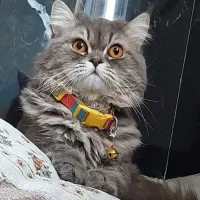 گربه ماده واسه جفتگیری