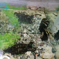 اکواریوم با ماهی|ماهی|اردبیل, |دیوار