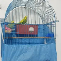 یک جفت نر وه ماده|پرنده|جوانرود, |دیوار