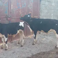 گوساله نر سیمینتال یا گاو داشتی اصیل مالچه