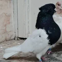 کله سیاه و دم سفید