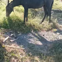 کره اسب عرب کرد