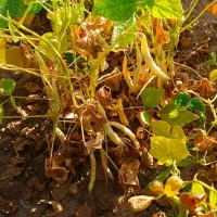 لوبیا سفید درختی پایه بلند یه دست