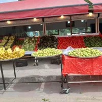 به تعدادی نیروی کار در میوه فروشی نیازمندیم