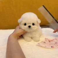 پودل جیبی مالتیز مینی|سگ|تهران, میدان ولیعصر|دیوار